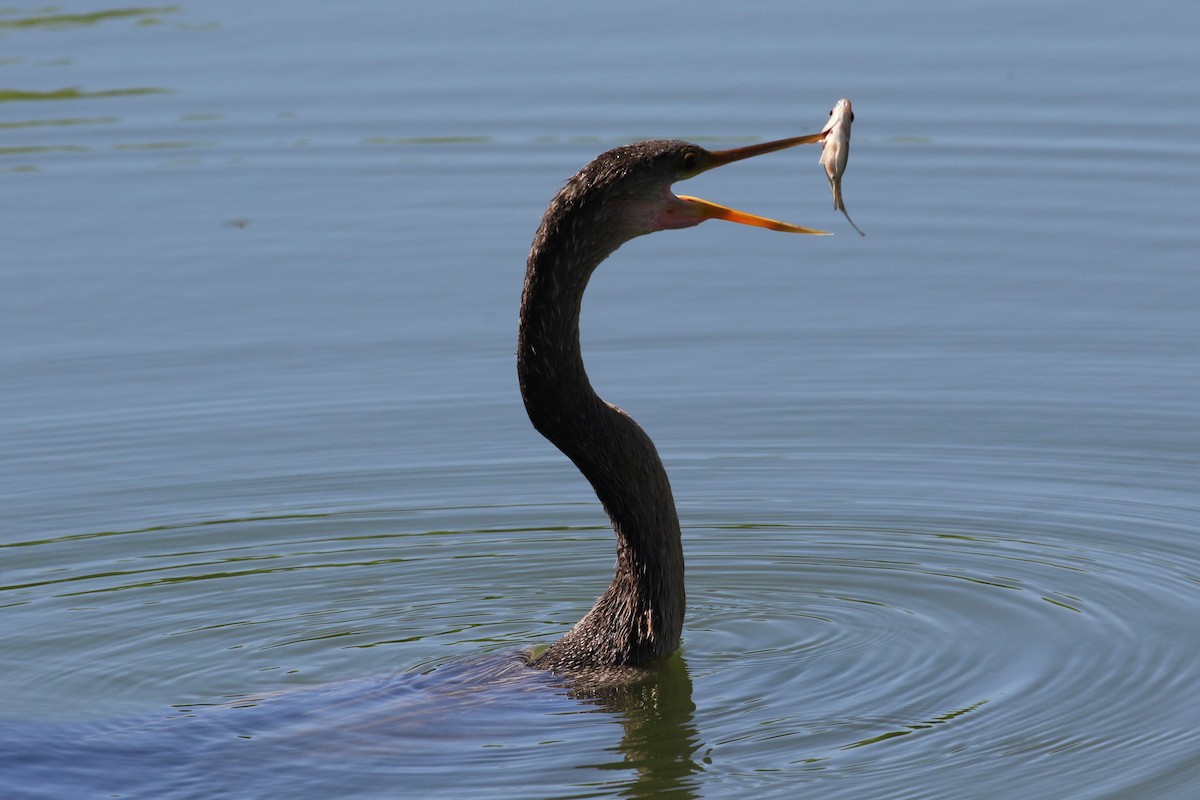 anhinga americká - ML620287657