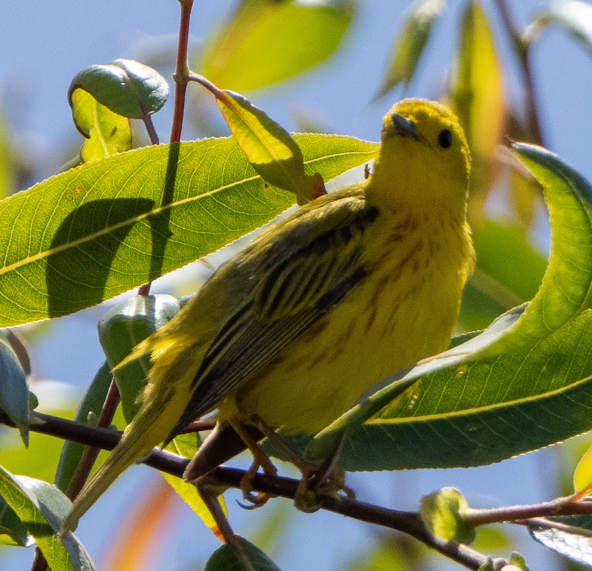 Yellow Warbler - ML620287660