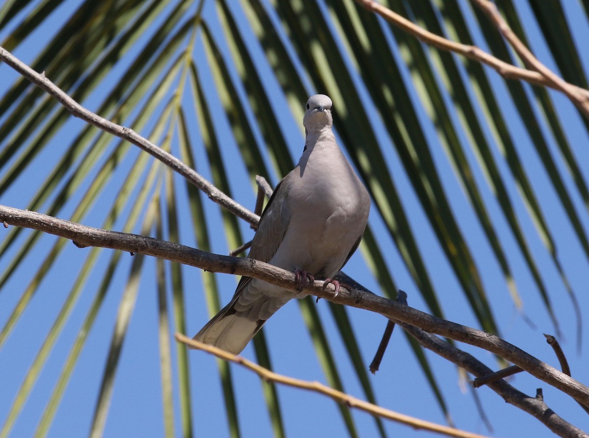 Eurasian Collared-Dove - ML620287663