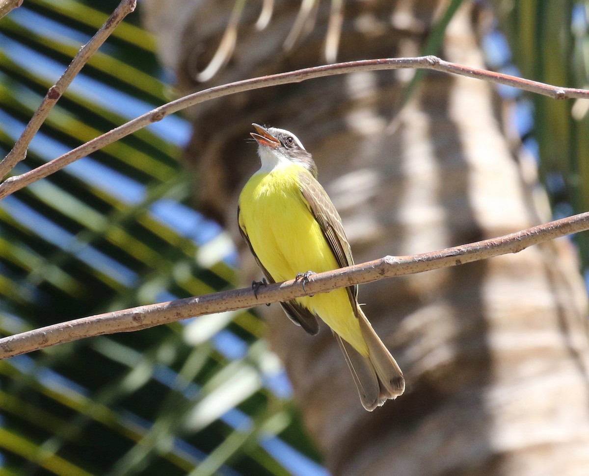 Social Flycatcher - ML620287677