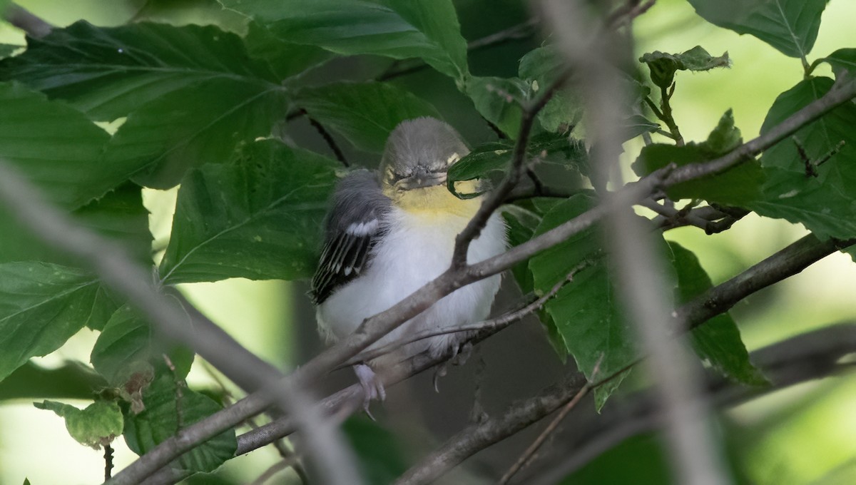 Yellow-throated Vireo - ML620287679