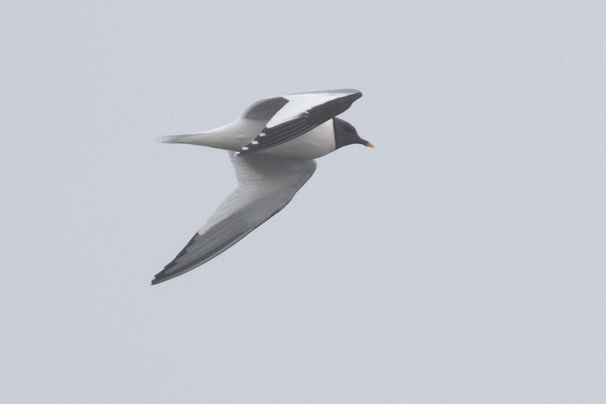 Sabine's Gull - ML620287681