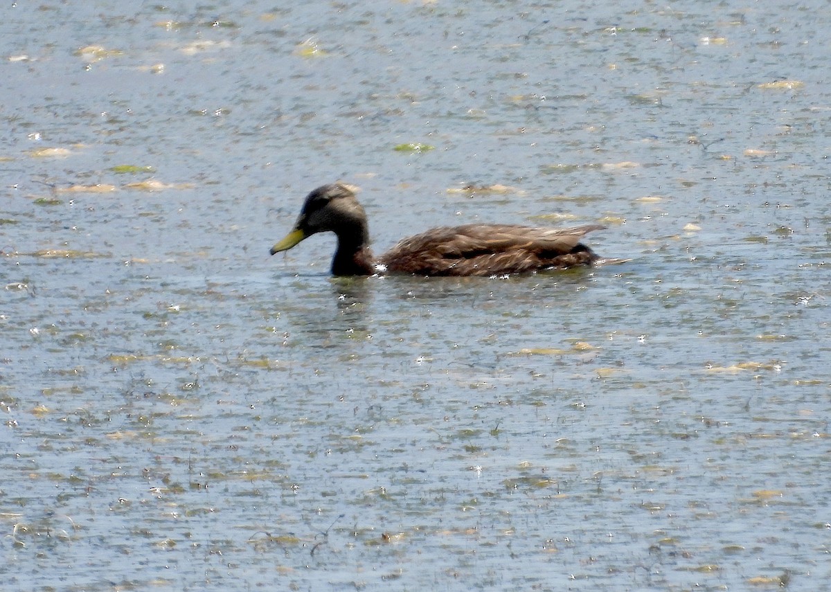 Mexican Duck - ML620287683