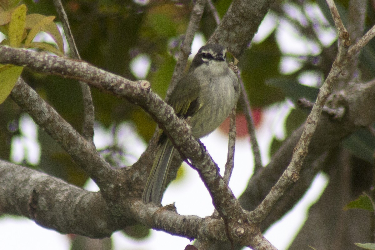 Mosquerito de Venezuela - ML620287687