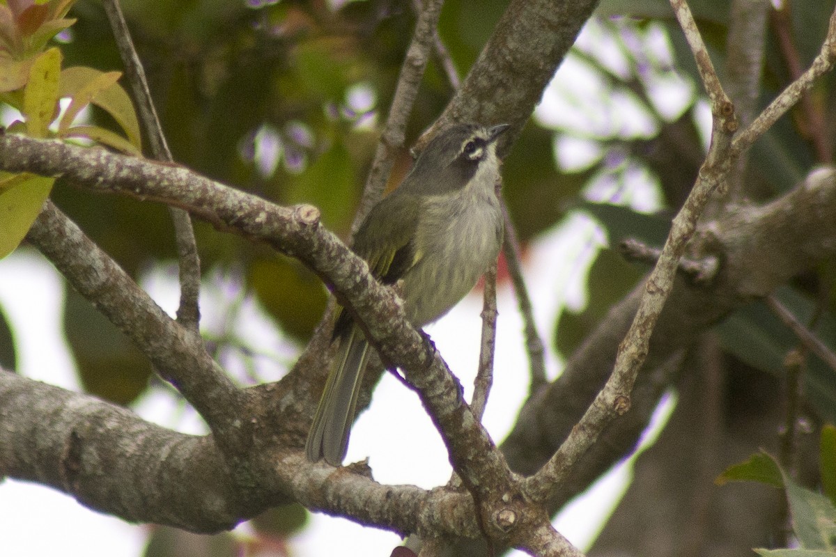 Venezuelan Tyrannulet - ML620287688