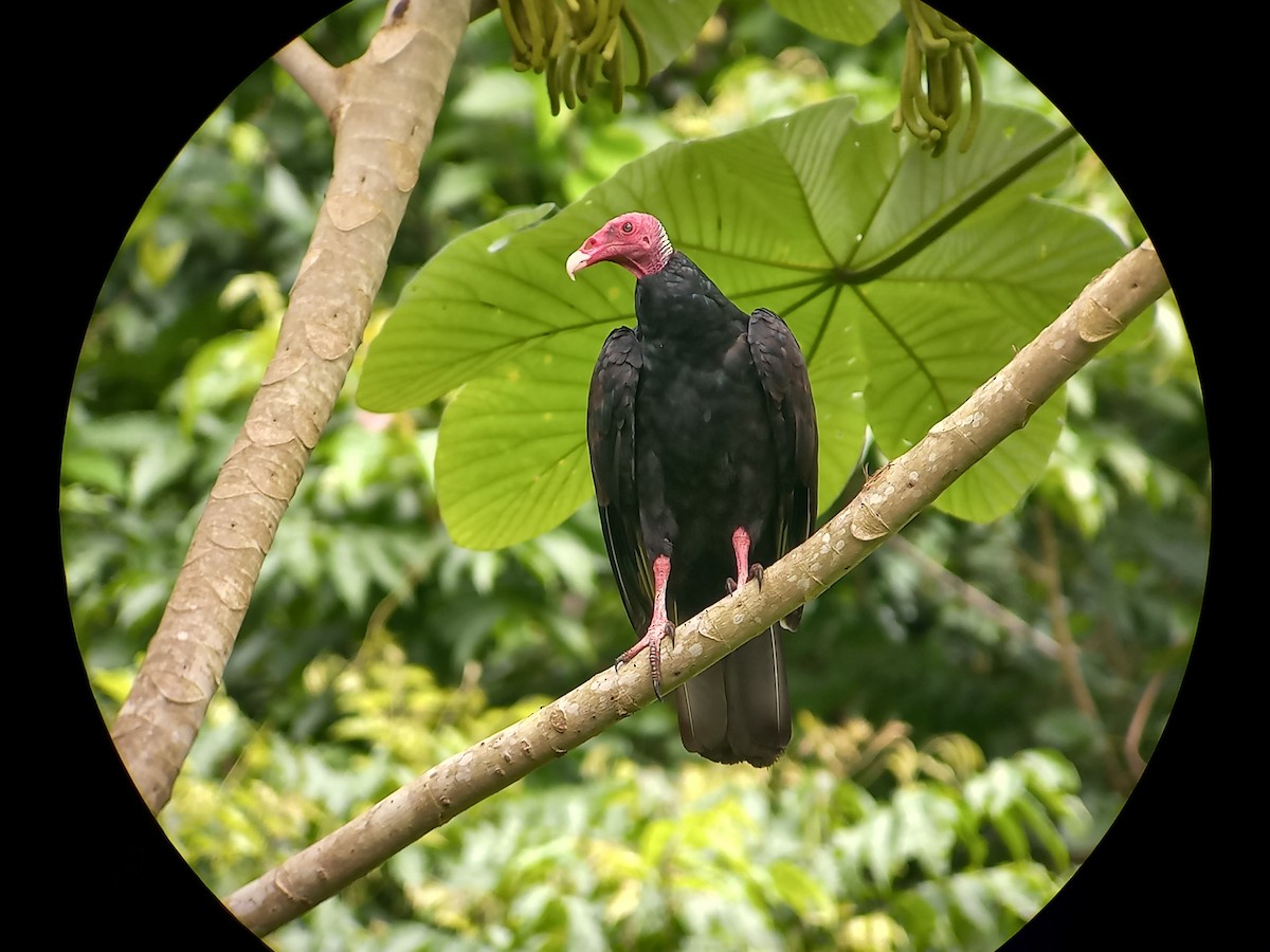 Turkey Vulture - ML620287689