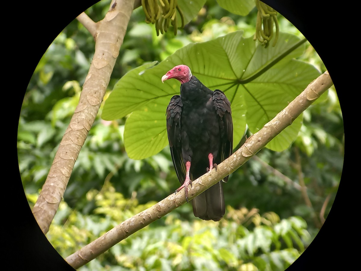 Turkey Vulture - Domiciano Alveo - www.whitehawkbirding.com