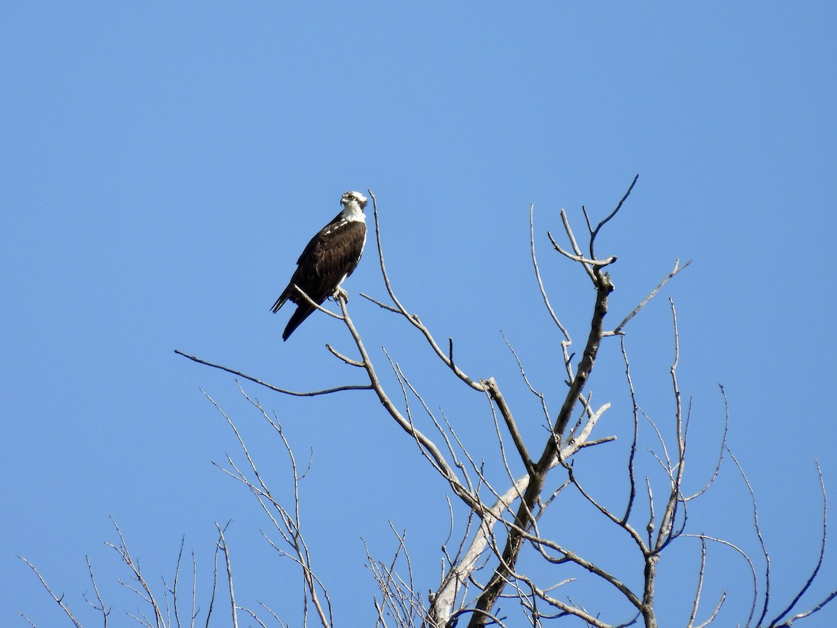 Águila Pescadora - ML620287691