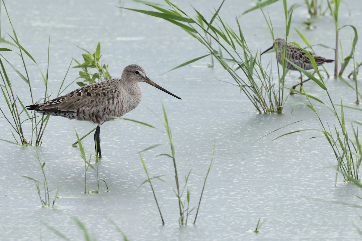 Hudsonian Godwit - ML620287706