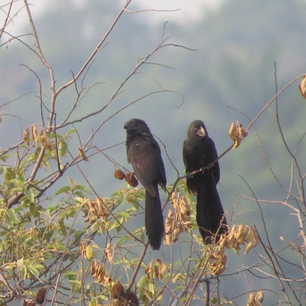 Groove-billed Ani - ML620287711