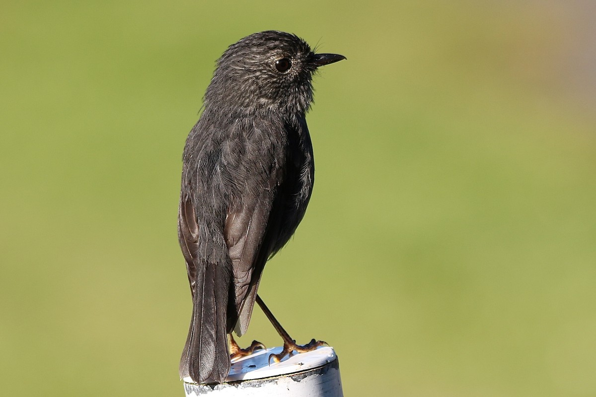 North Island Robin - ML620287716