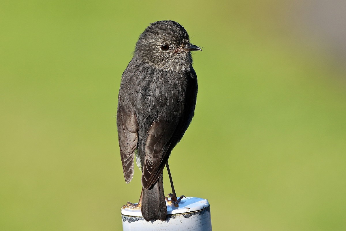 North Island Robin - ML620287717