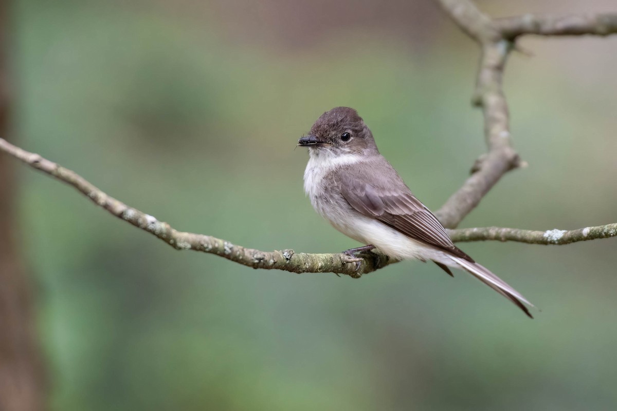 Eastern Phoebe - ML620287718