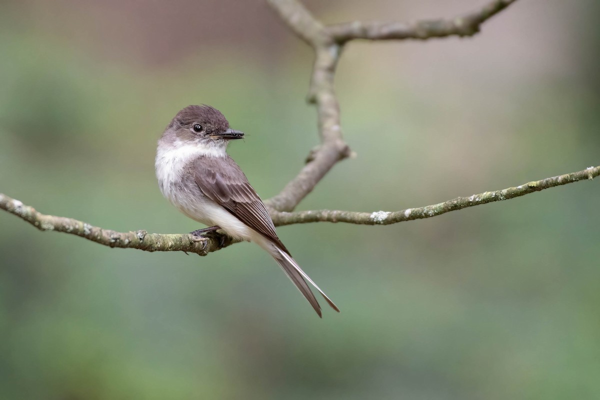 Eastern Phoebe - ML620287719