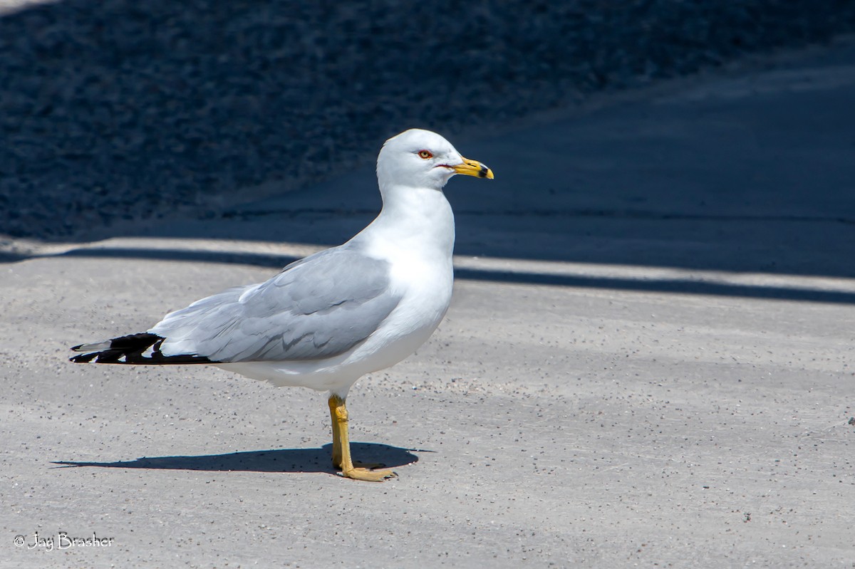 Ring-billed Gull - ML620287724