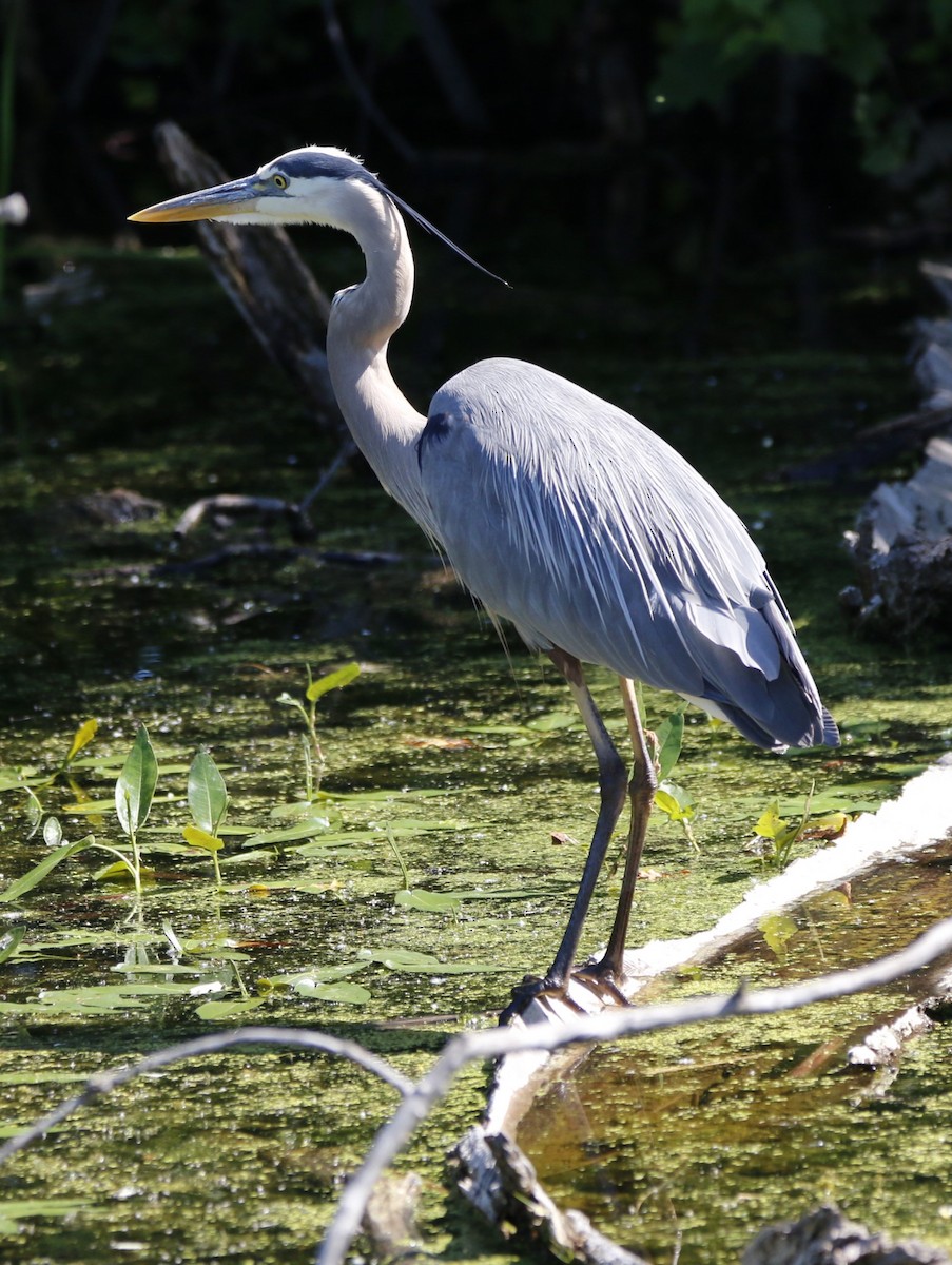 Great Blue Heron - ML620287725