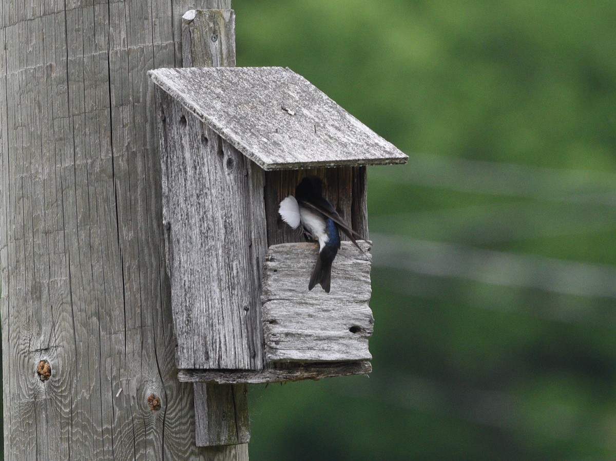 Tree Swallow - ML620287726