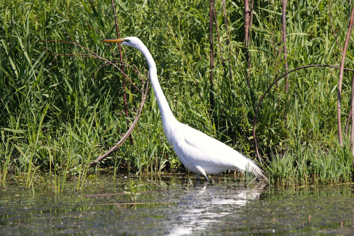 Great Egret - ML620287727