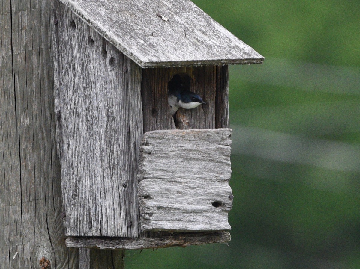 Golondrina Bicolor - ML620287728