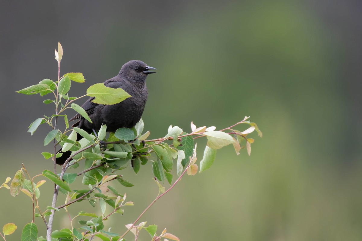 Brewer's Blackbird - ML620287730