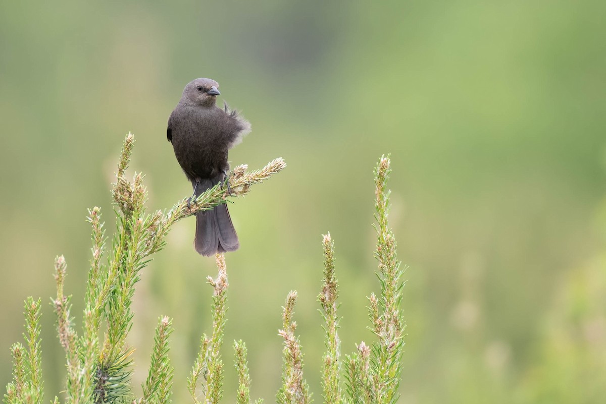 Brewer's Blackbird - ML620287731