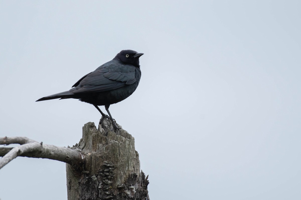 Brewer's Blackbird - ML620287732