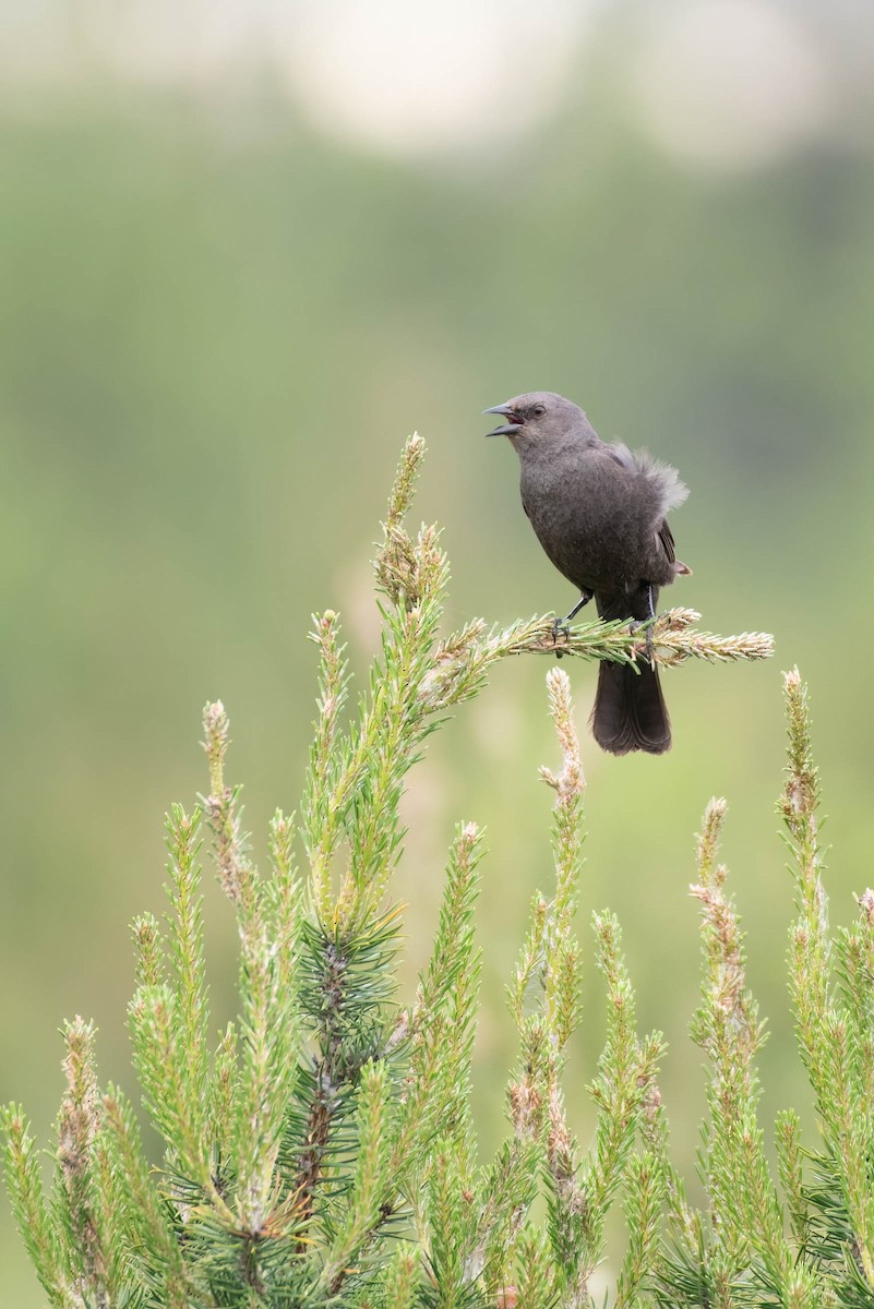 Brewer's Blackbird - ML620287733