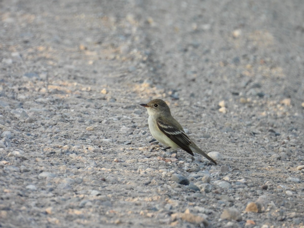 Alder/Willow Flycatcher (Traill's Flycatcher) - ML620287734