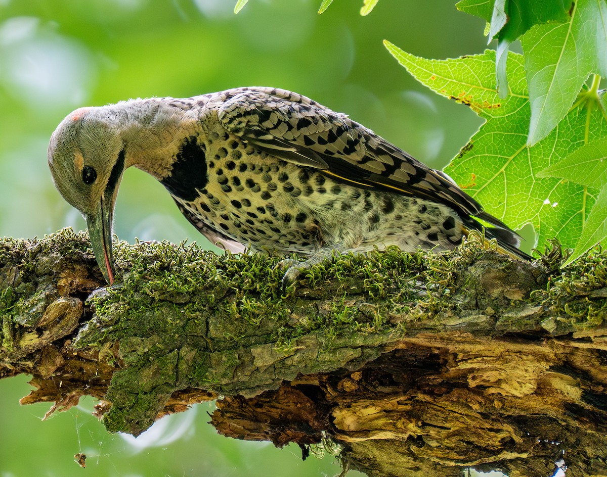 Northern Flicker - ML620287735