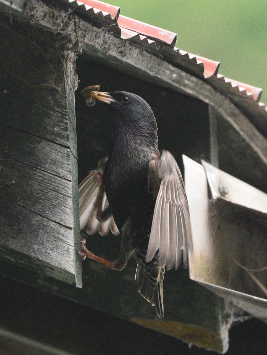 European Starling - ML620287737