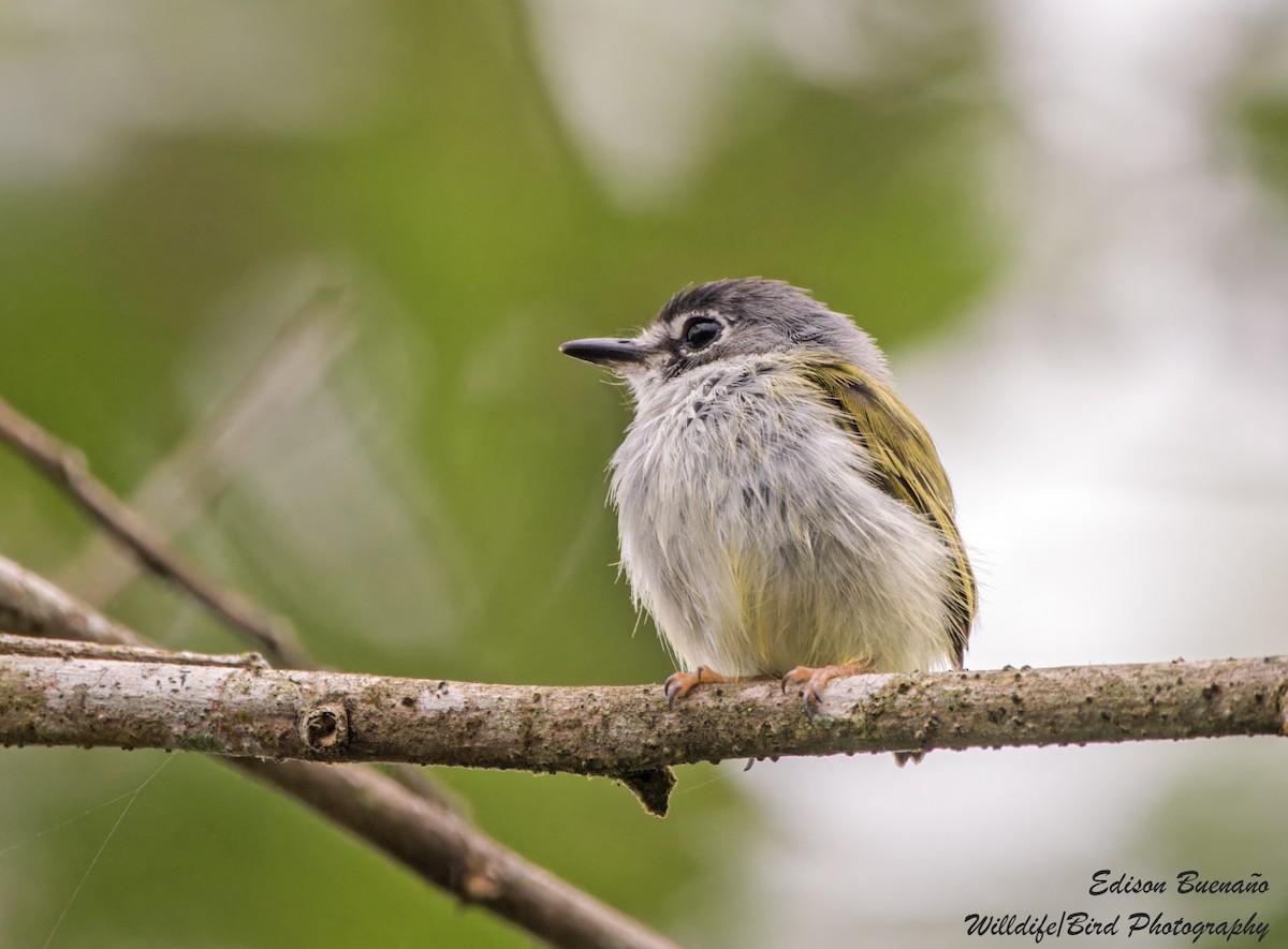 コビトタイランチョウ - ML620287738