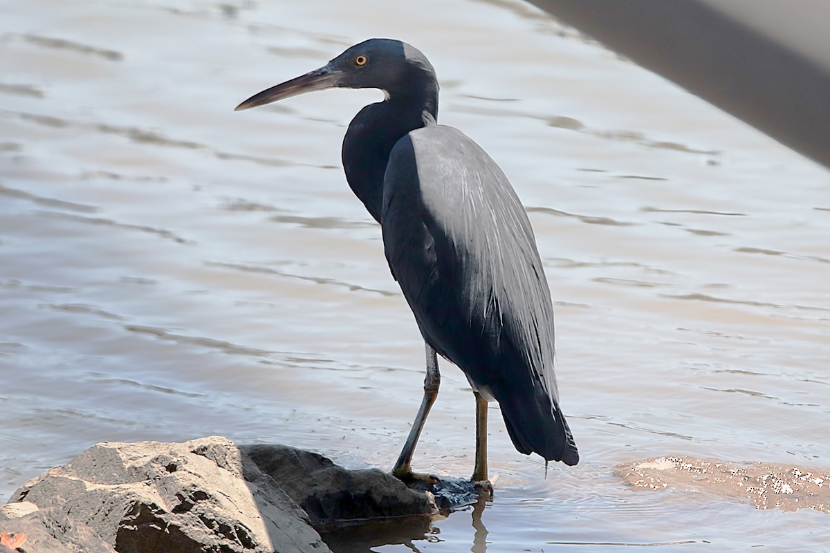 Pacific Reef-Heron - ML620287741