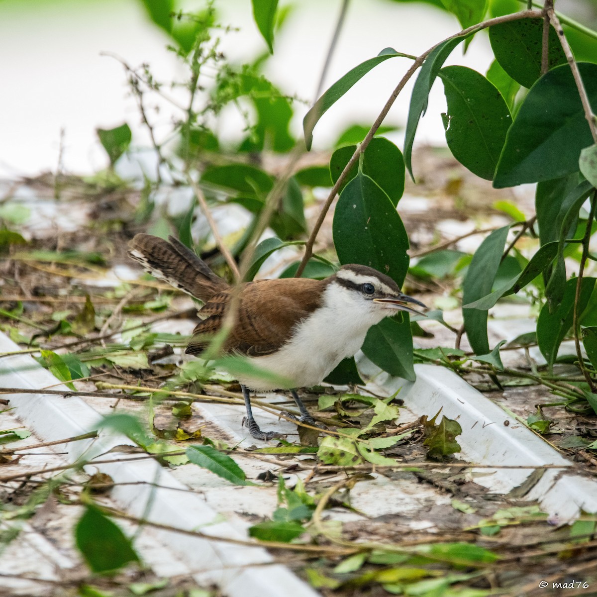 Bicolored Wren - ML620287742