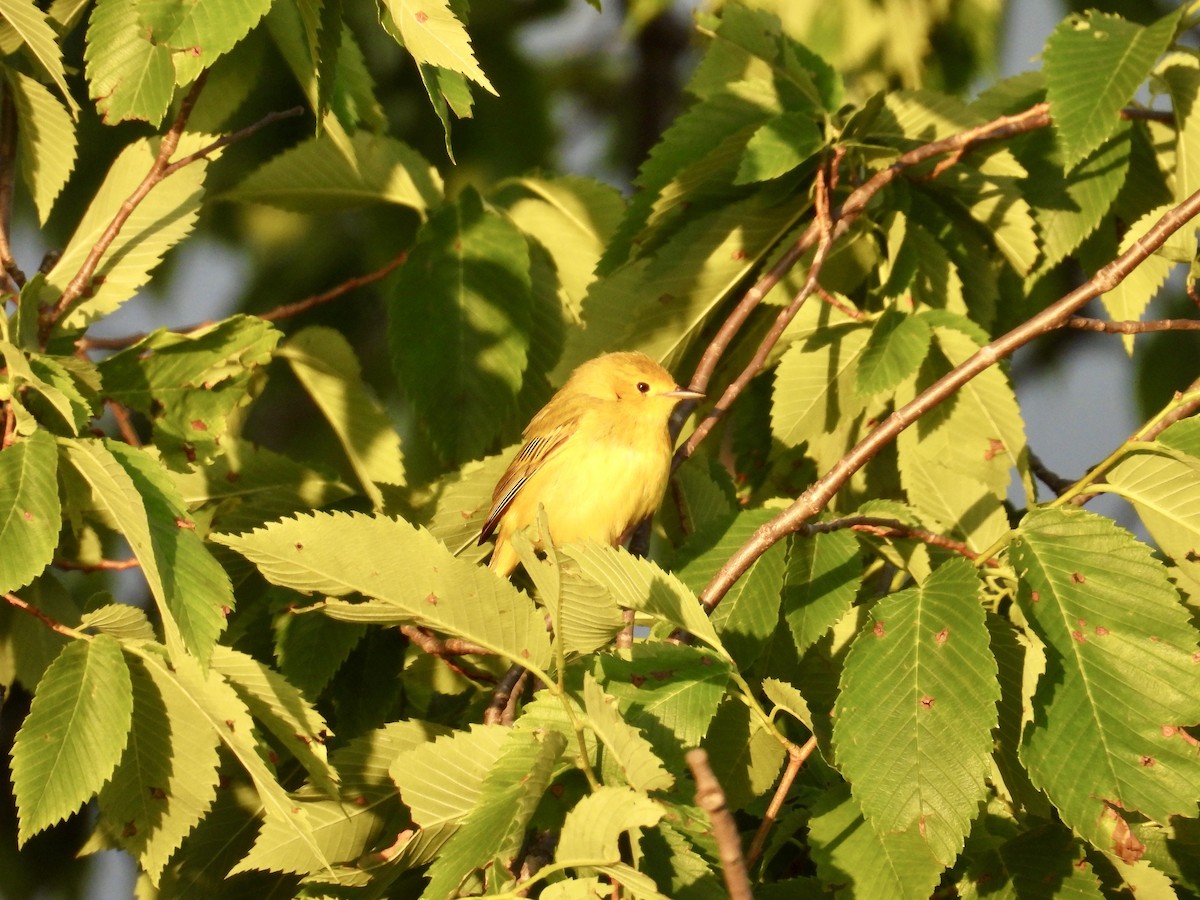 Yellow Warbler - ML620287743