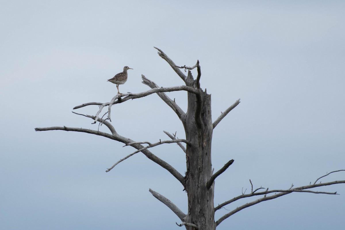 Upland Sandpiper - ML620287744