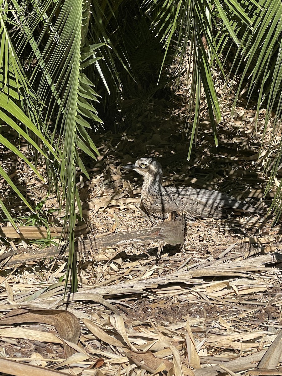 Bush Thick-knee - ML620287750