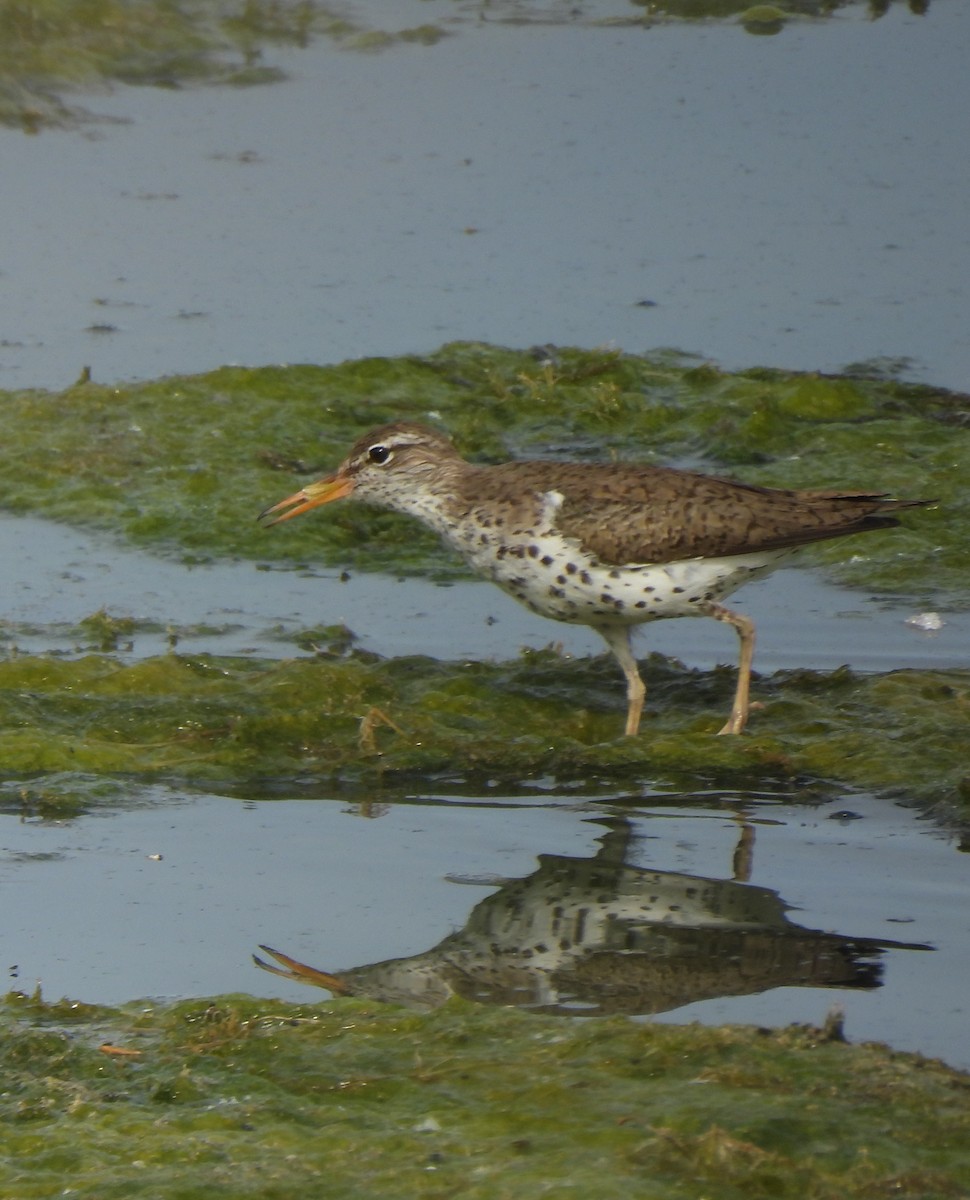 Spotted Sandpiper - ML620287764