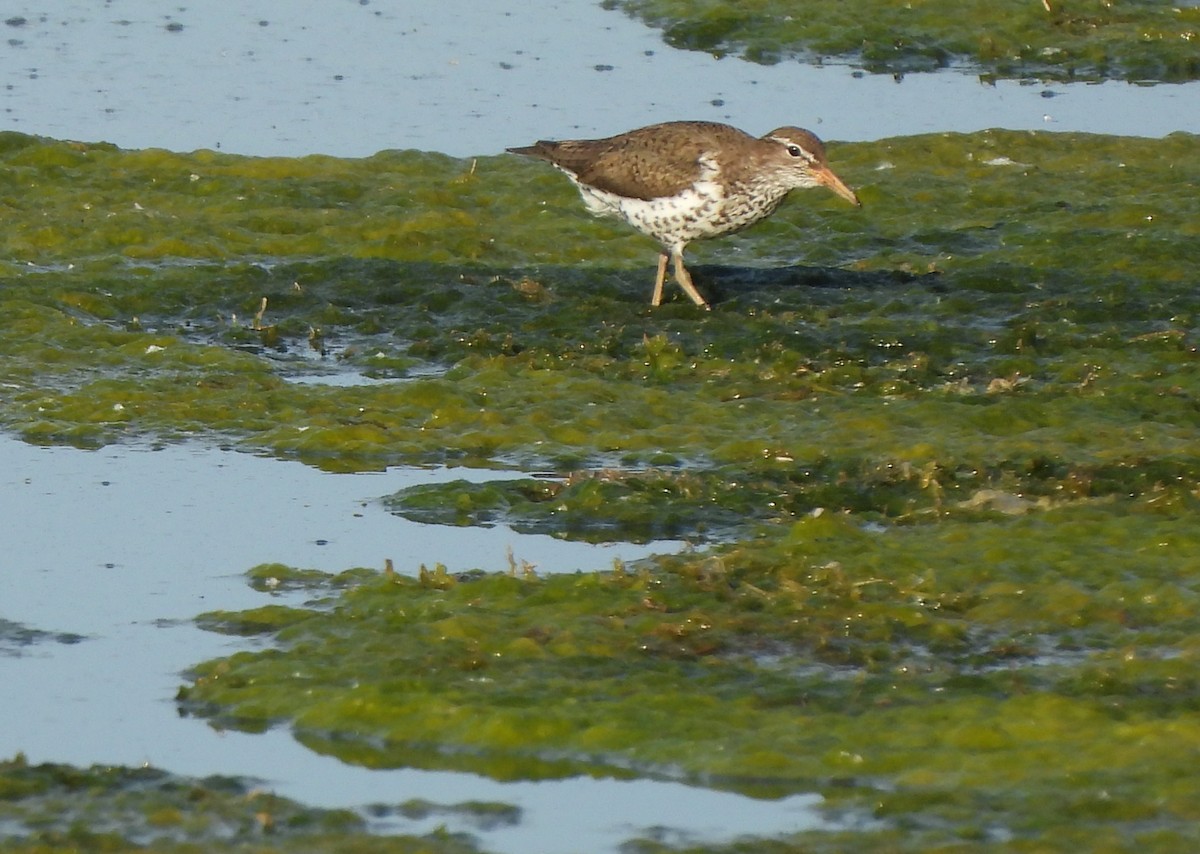 Spotted Sandpiper - ML620287765