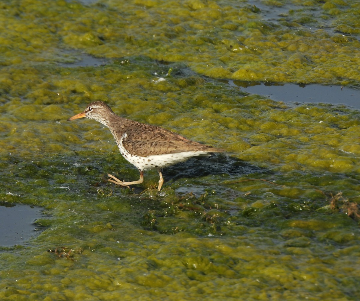 Spotted Sandpiper - ML620287770