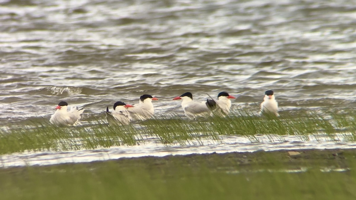 Caspian Tern - ML620287771