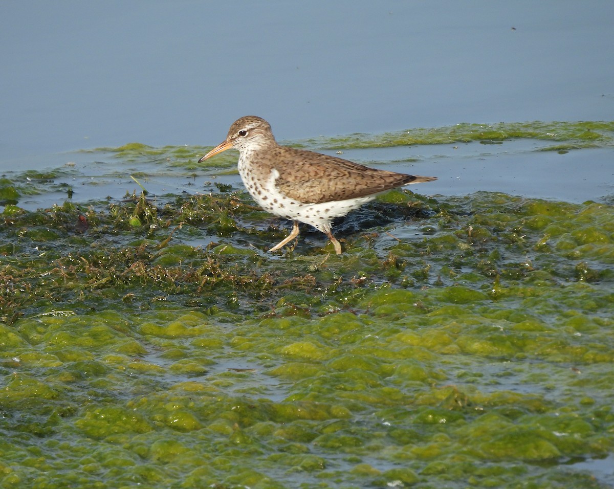 Spotted Sandpiper - ML620287773