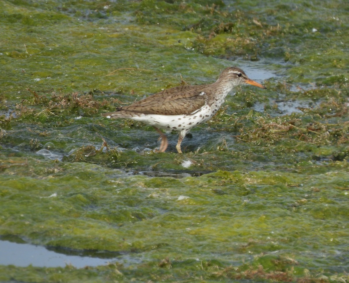 Spotted Sandpiper - ML620287775