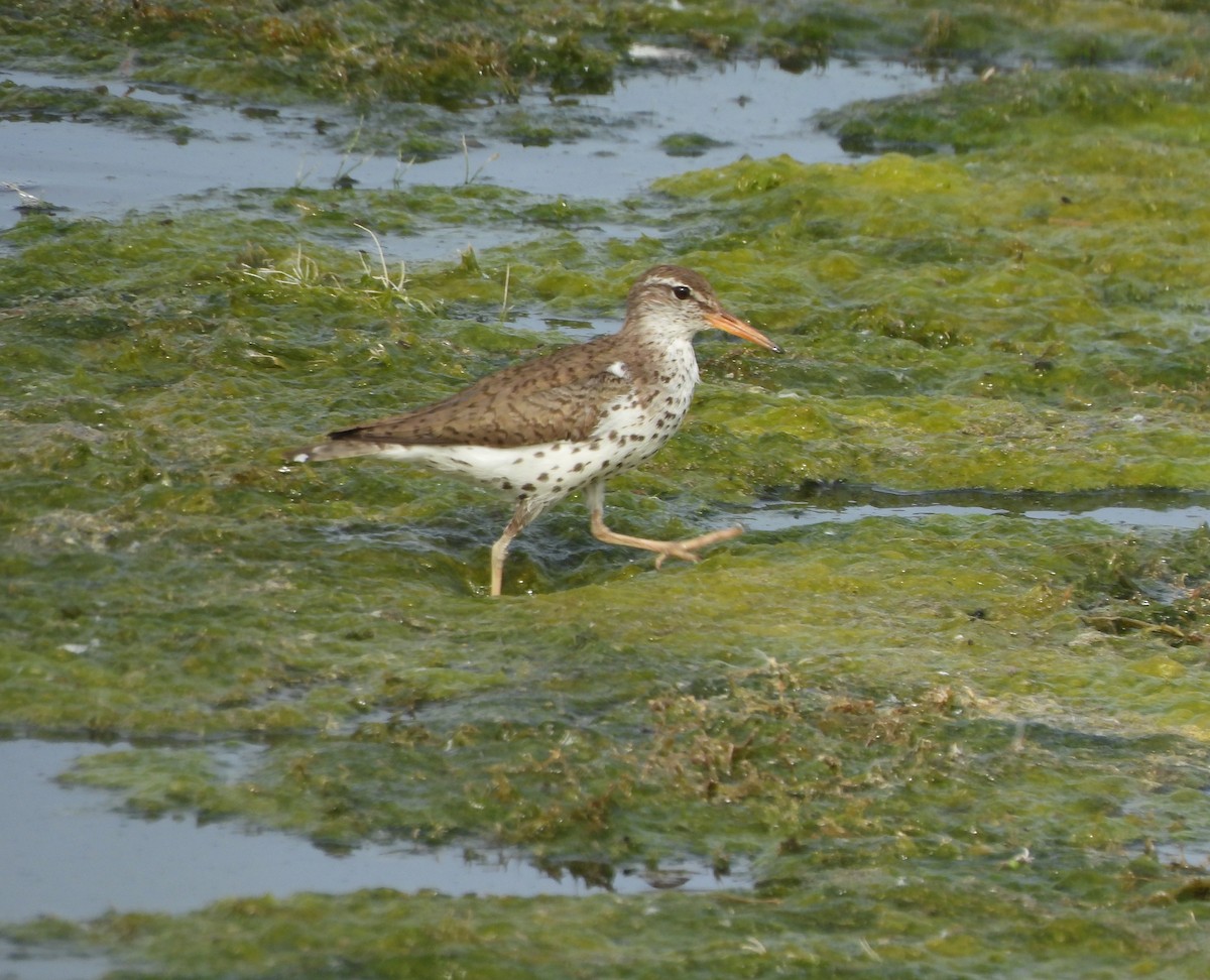 Spotted Sandpiper - ML620287778