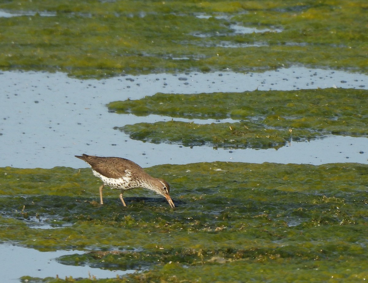 Spotted Sandpiper - ML620287779