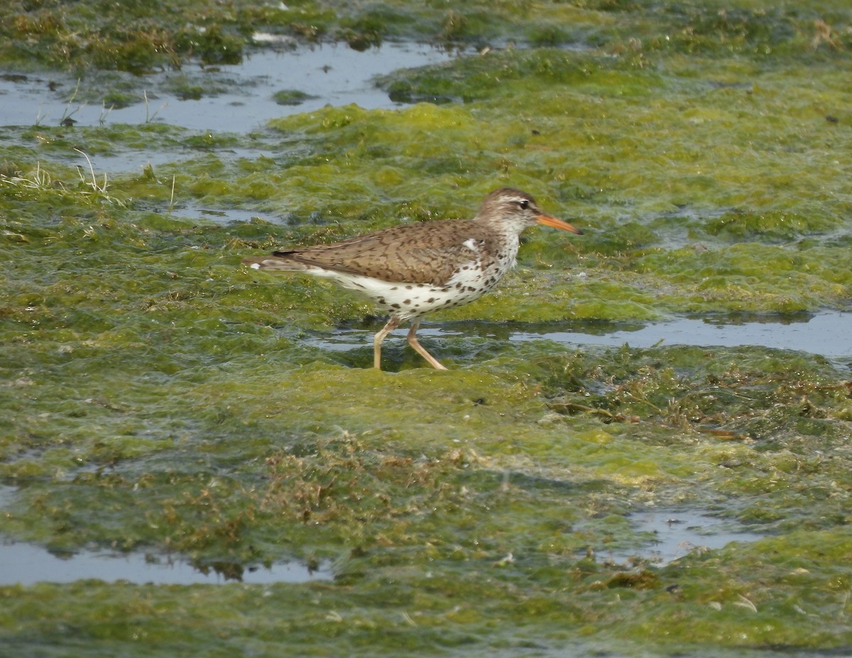 Spotted Sandpiper - ML620287781