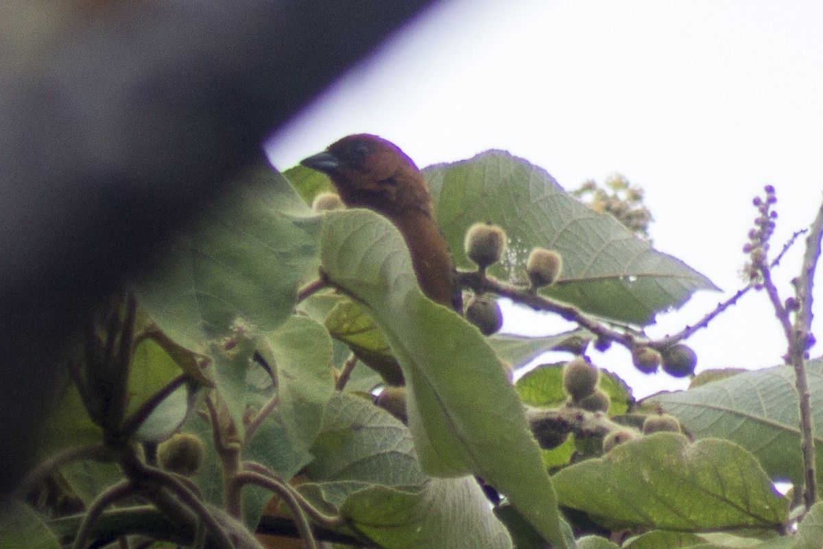 White-lined Tanager - ML620287793