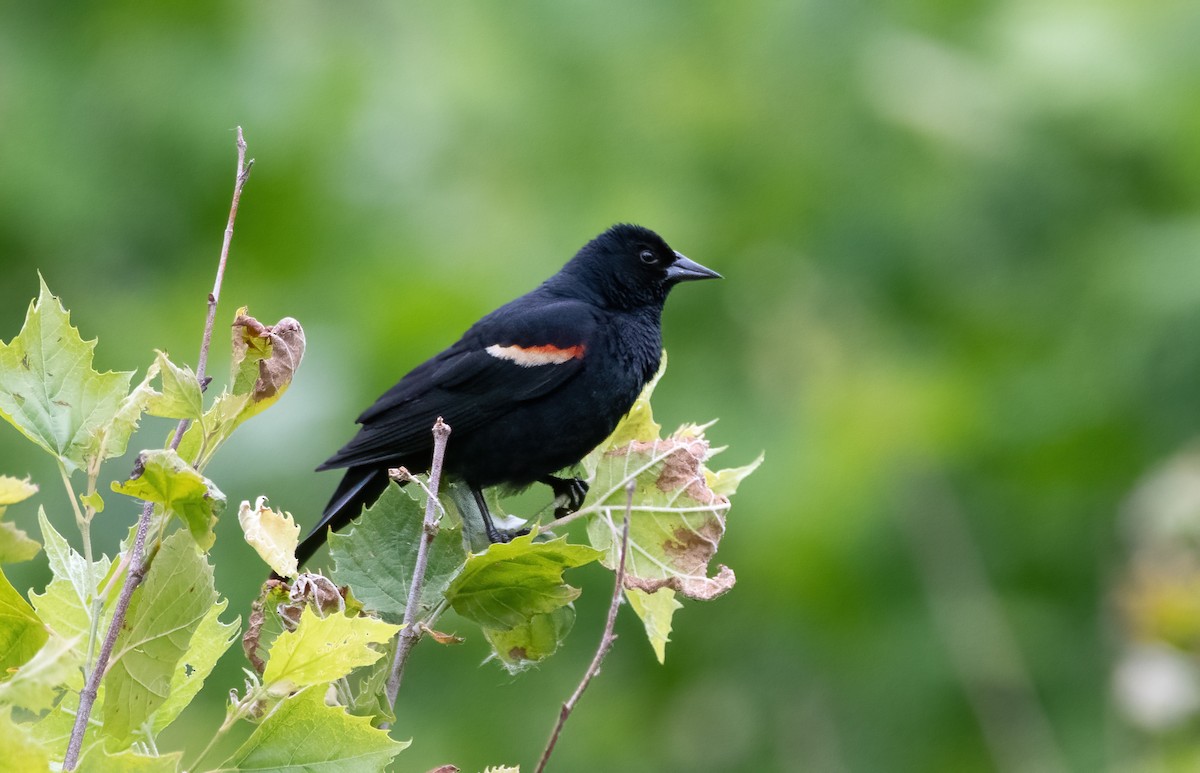 Red-winged Blackbird - ML620287798