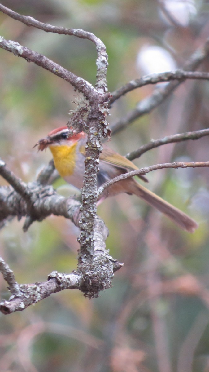 Rufous-capped Warbler - ML620287800