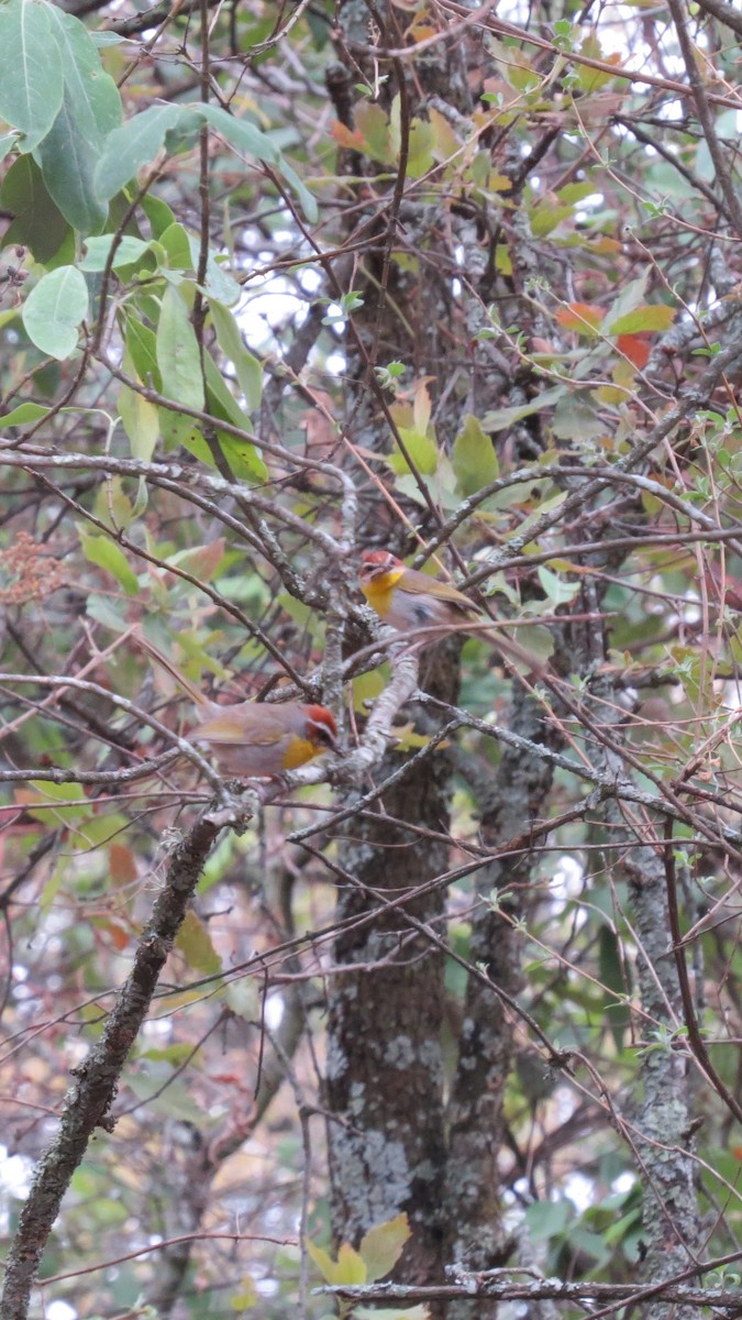 Rufous-capped Warbler - ML620287801