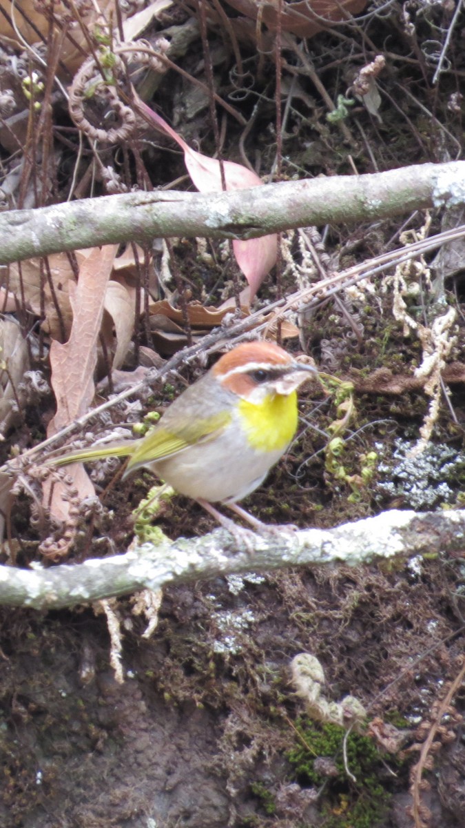 Rufous-capped Warbler - ML620287802